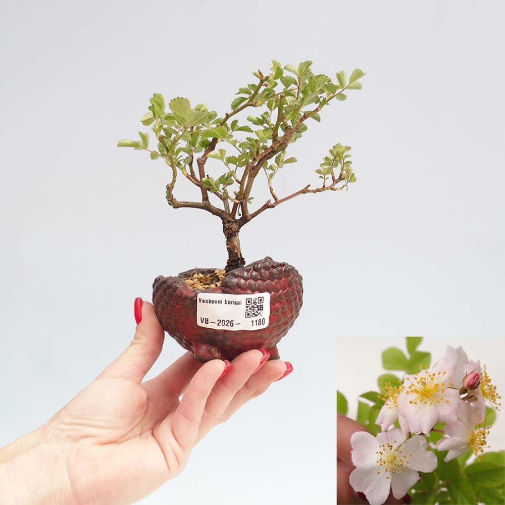 Bonsai da esterno - Rosa sp. - rosa a fiore piccolo