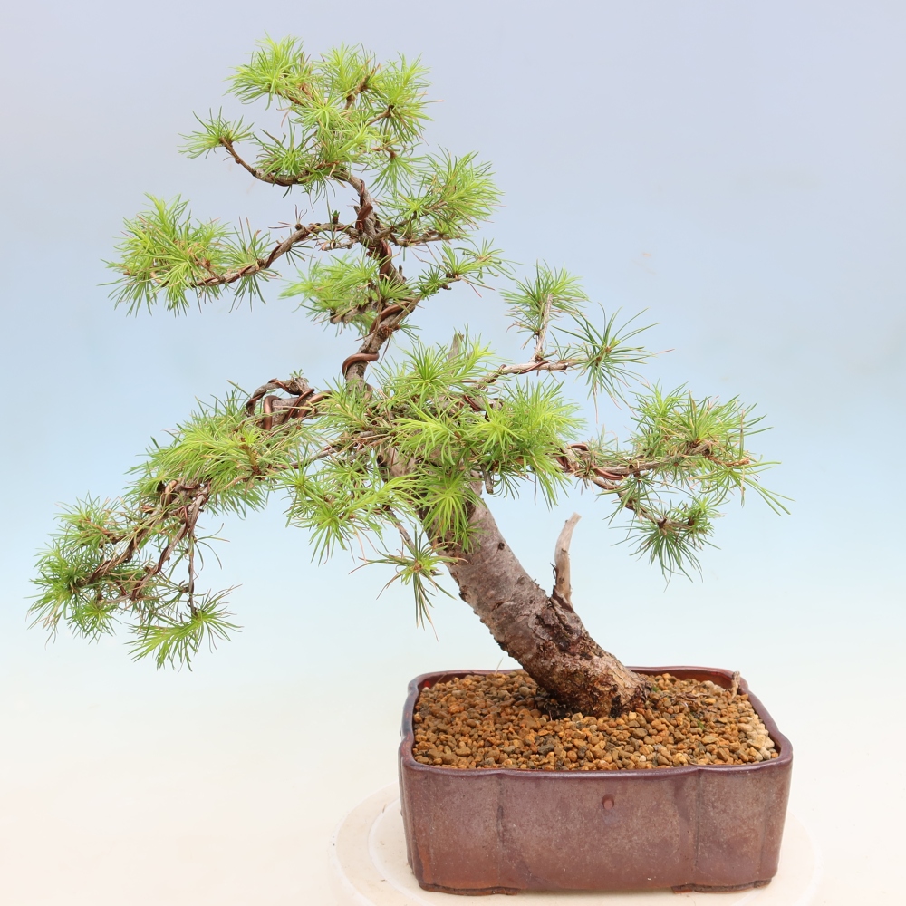 Bonsai da esterno -Larix decidua - Larice
