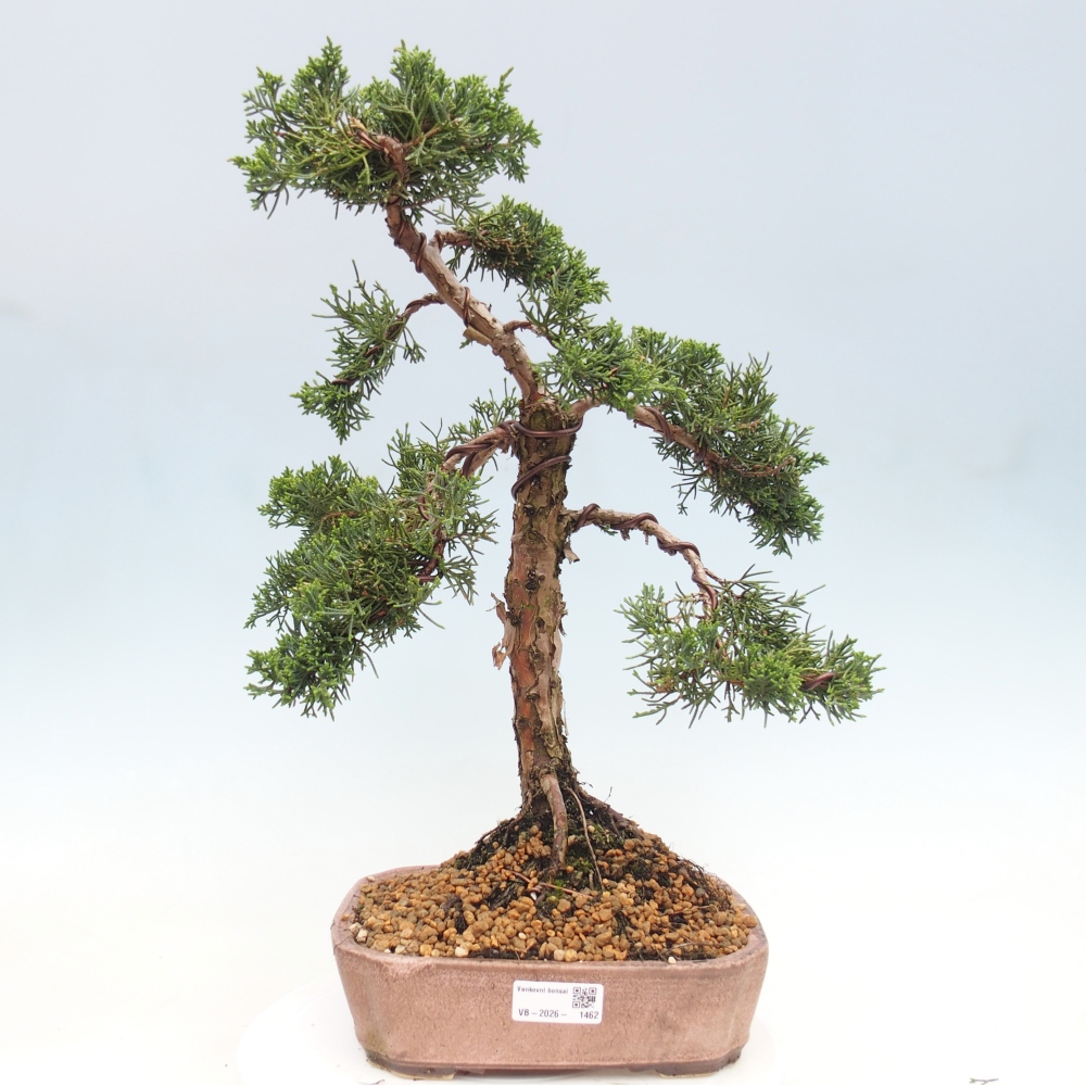 Bonsai da esterno - Juniperus chinensis Kishu