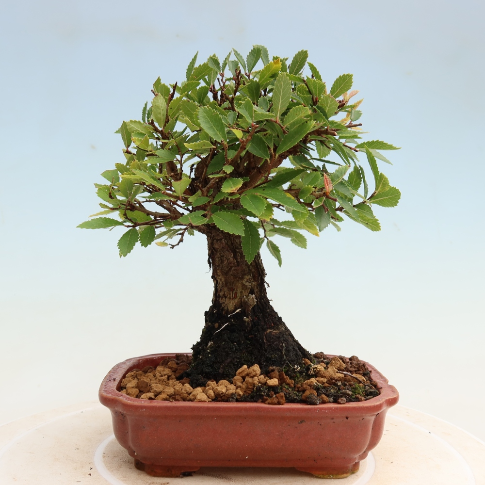 Bonsai da esterno - Zelkova - Zelkova NIRE