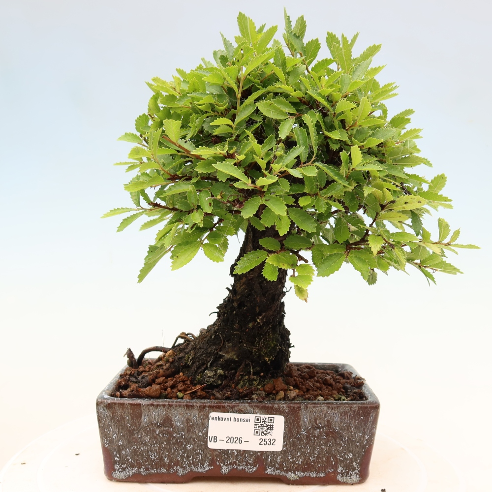 Bonsai da esterno - Zelkova - Zelkova NIRE