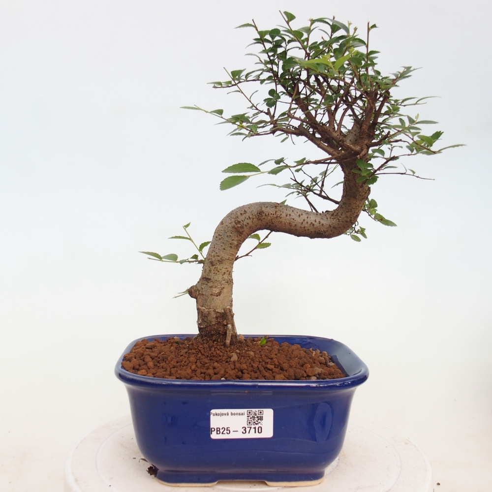 Camera bonsai - Ulmus parvifolia - Olmo a foglie piccole