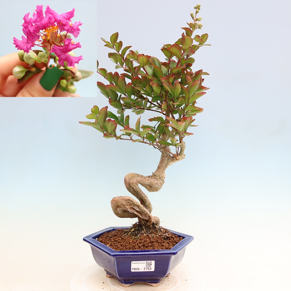 Bonsai da interno - Lagerstroemia indica - lillà indiano