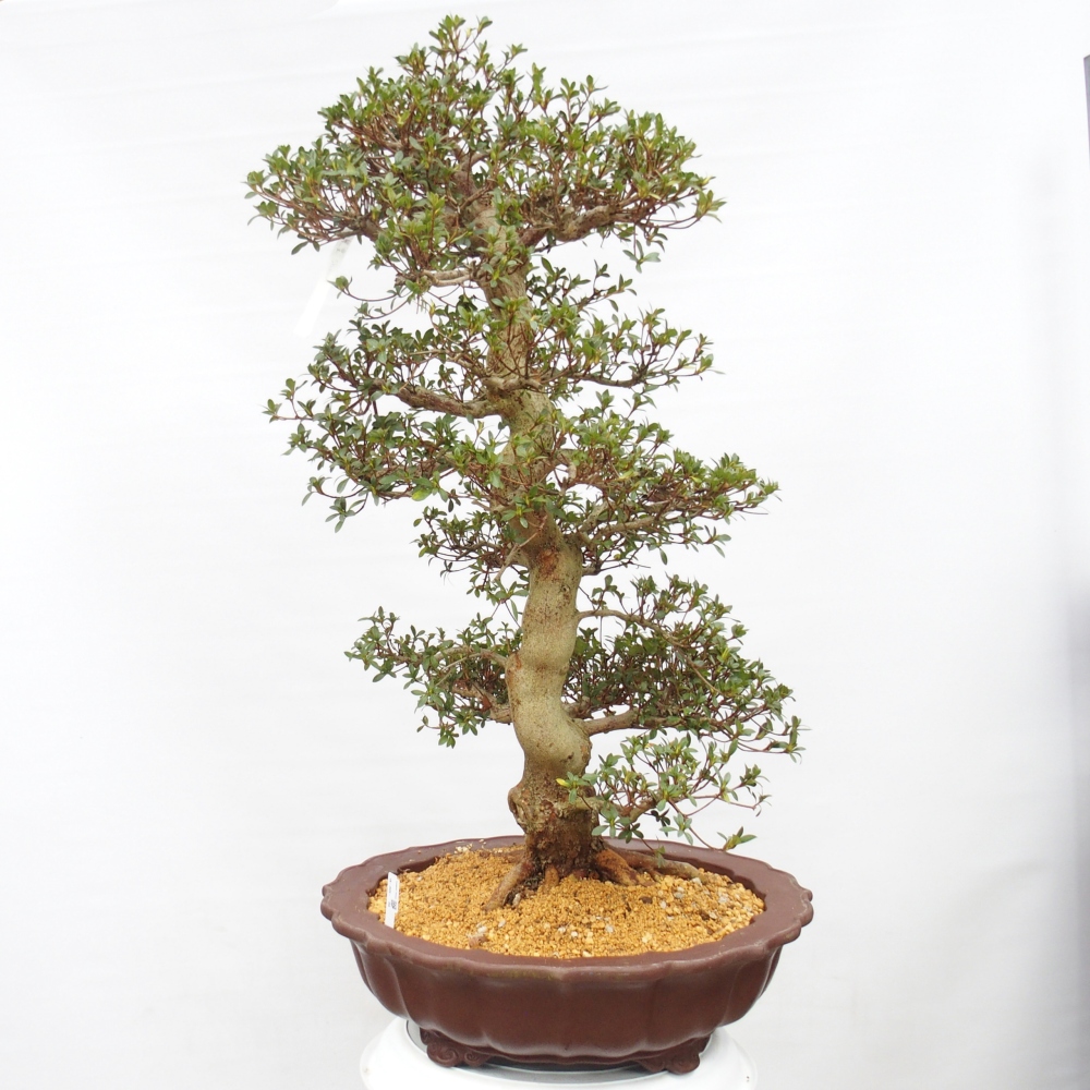 Bonsai da esterno - Azalea giapponese - Azalea Shikou