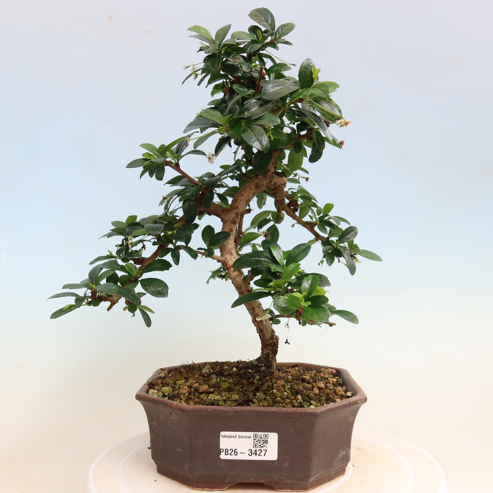 Camera bonsai - Carmona macrophylla - Tea fuki