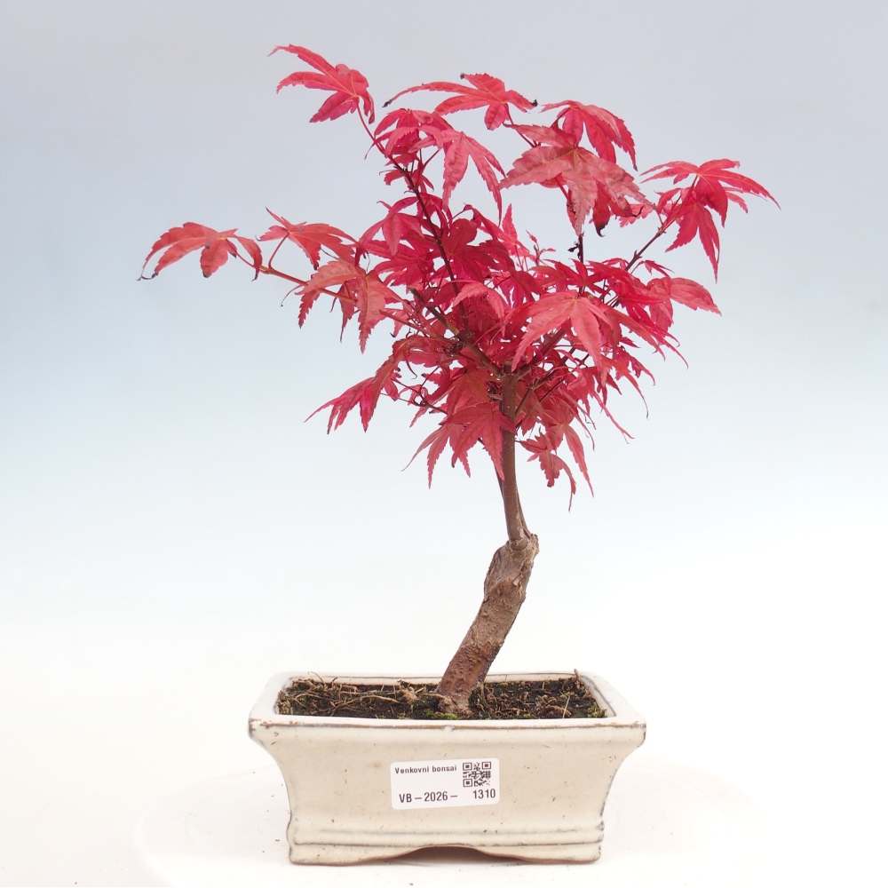 Bonsai da esterno - Acer palmatum DESHOJO