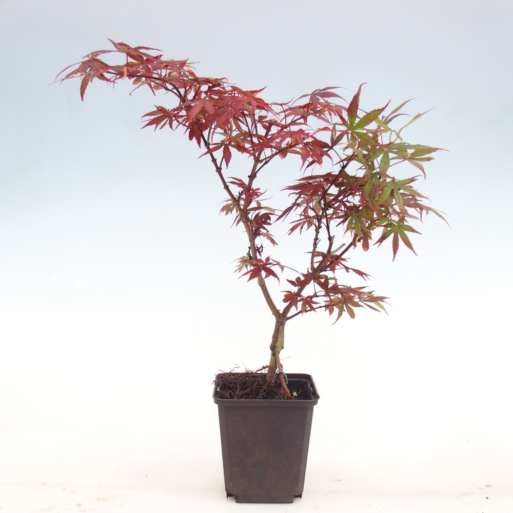 Bonsai da esterno - Acer palmatum Berry Broom in contenitore