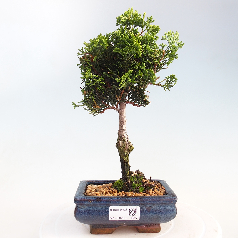 Bonsai da esterno - Cham.pis obtusa Nana Gracilis - Cipresso