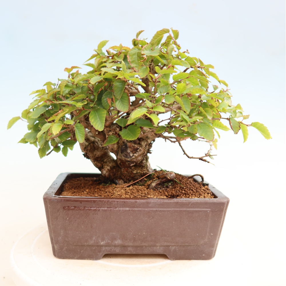 Bonsai da esterno -Carpinus CARPINOIDES - Carpino coreano