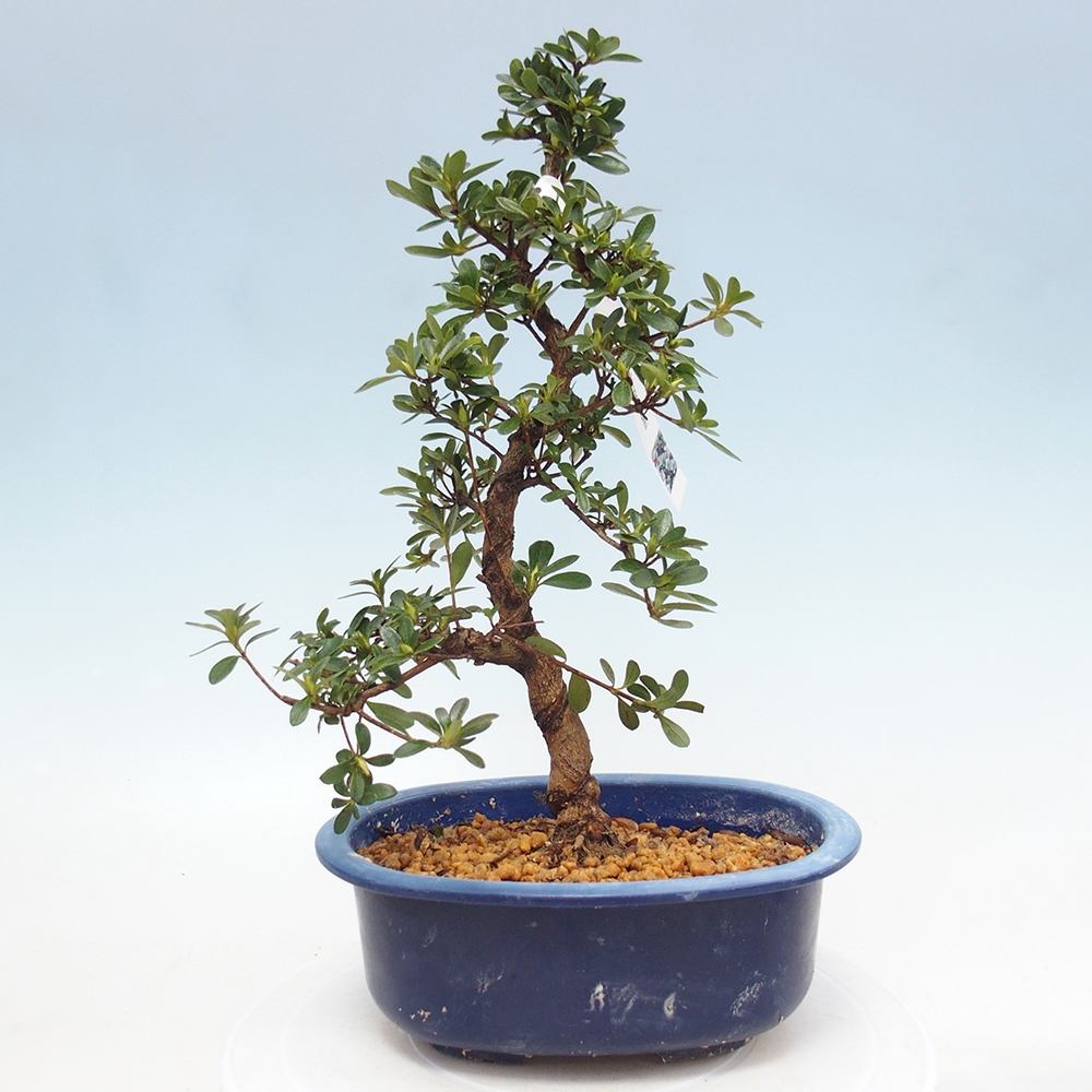 Bonsai da esterno - Azalea giapponese - Azalea Asahi-no-izumi