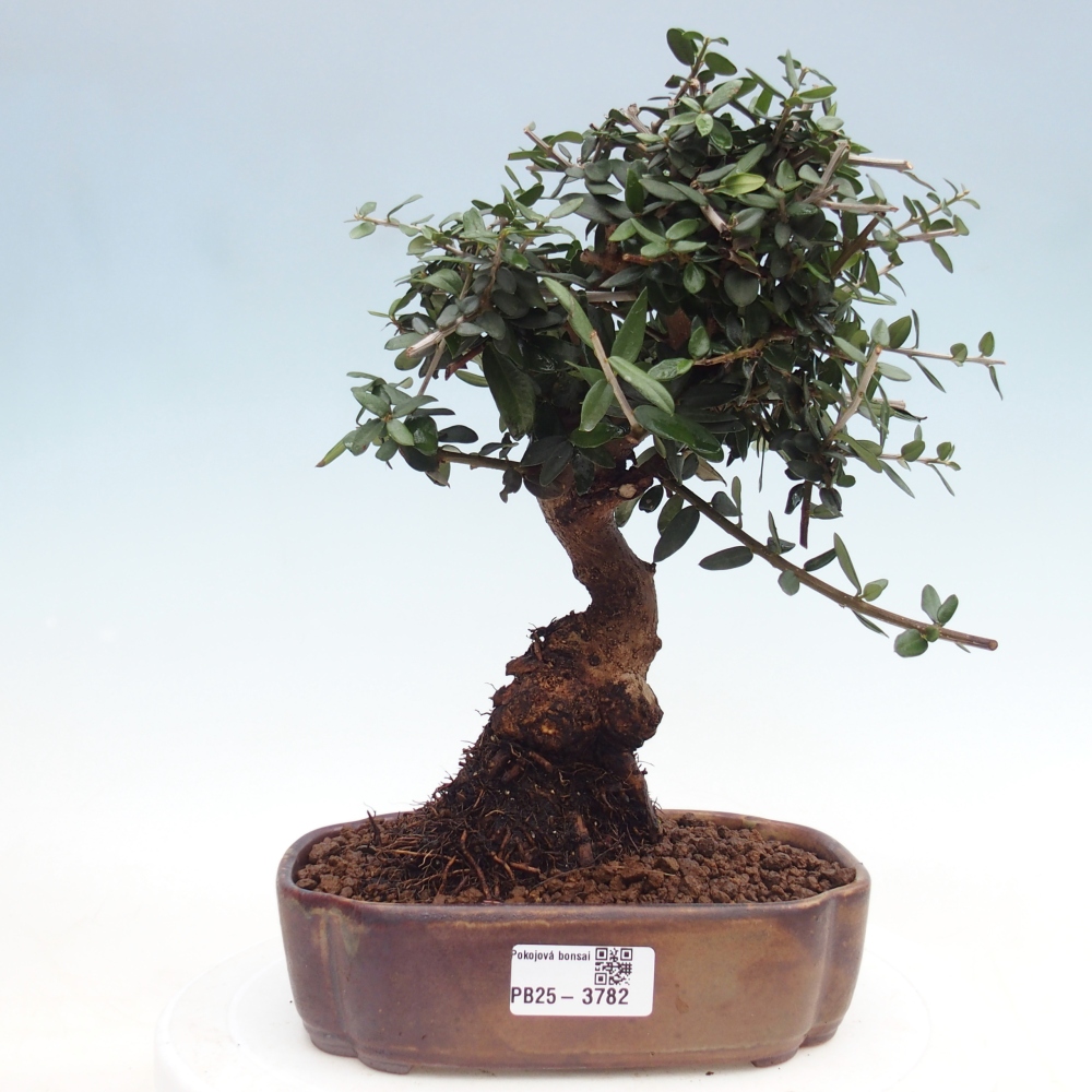 Bonsai da interno - Olea europaea sylvestris