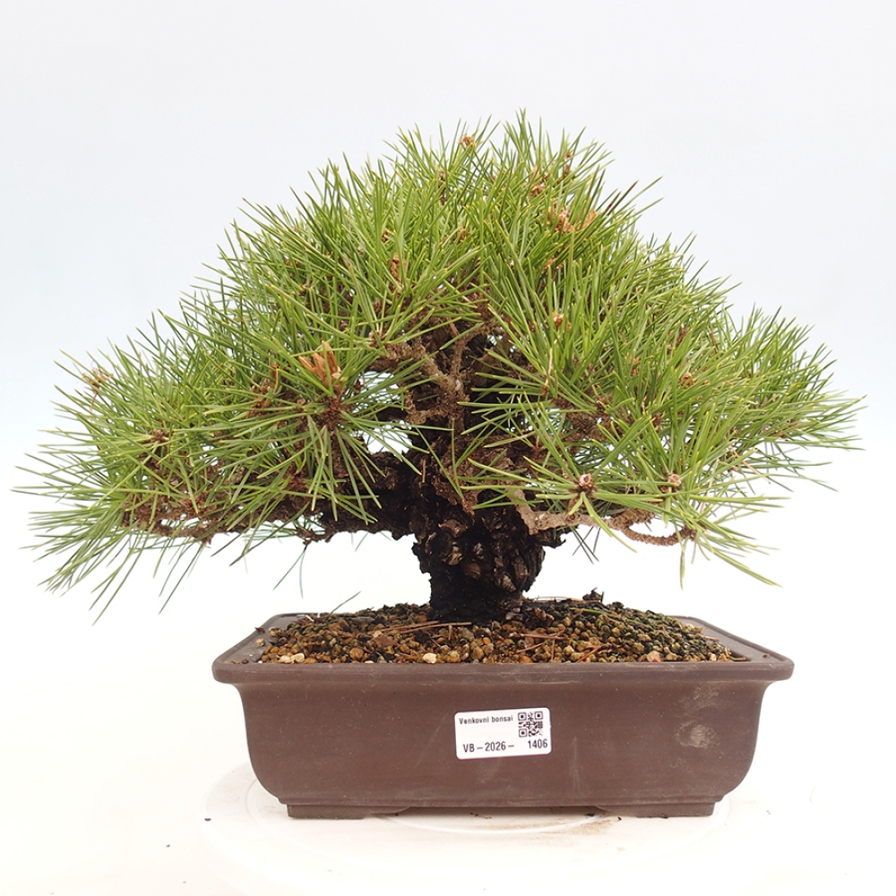Bonsai da esterno - Pinus thunbergii - Pino di Thunberg