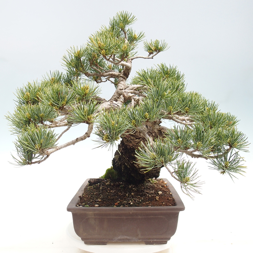 Bonsai da esterno - Pinus parviflora - Pinus parviflora