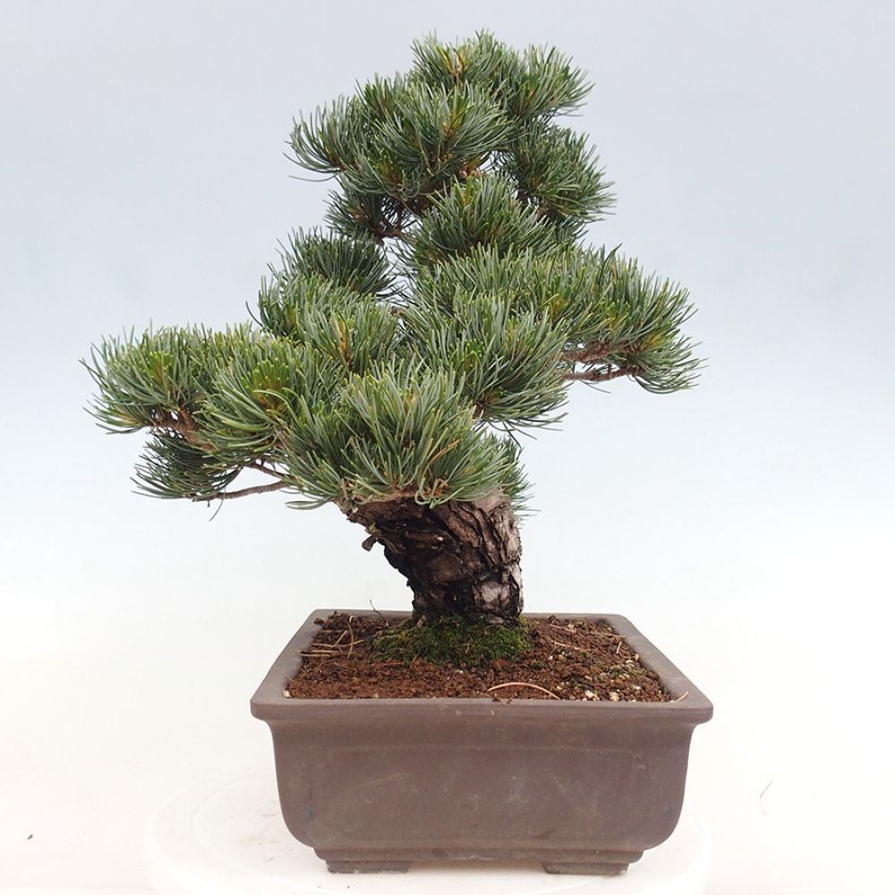 Bonsai da esterno - Pinus parviflora - Pinus parviflora