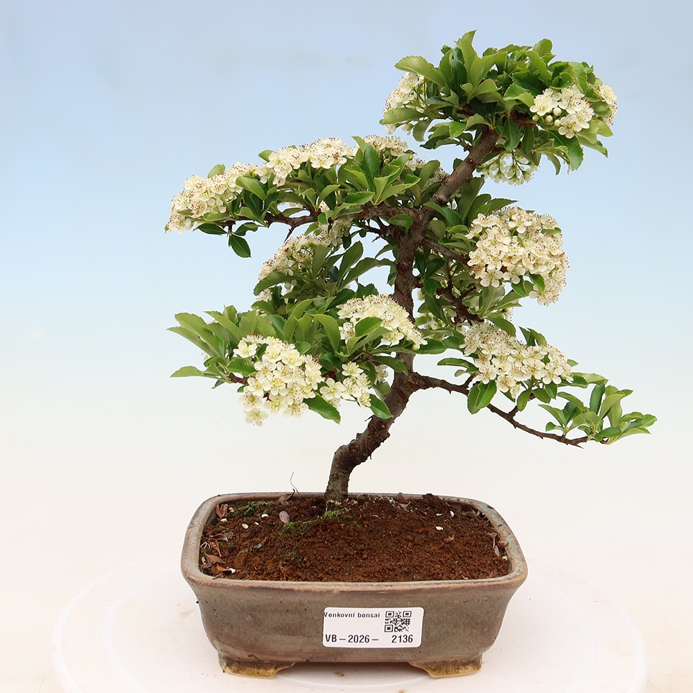 Bonsai da esterno - Pyracantha teton - Pyracantha scarlatta