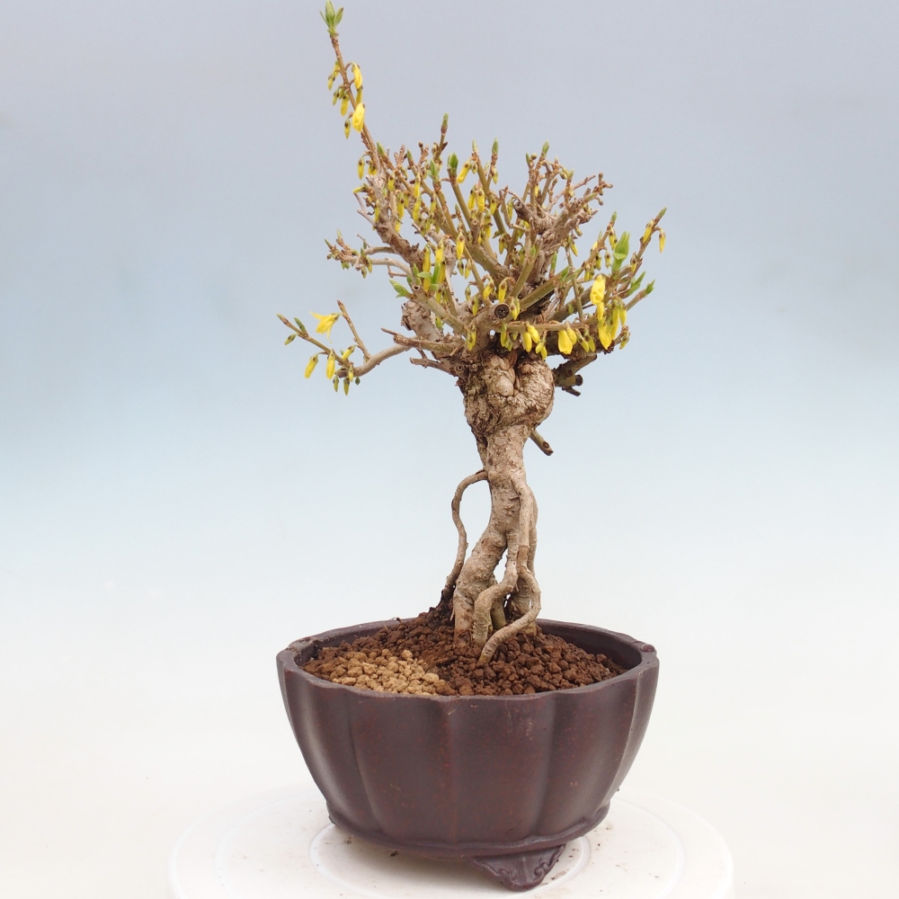 Bonsai da esterno - Zlatice - Forsythia koreana