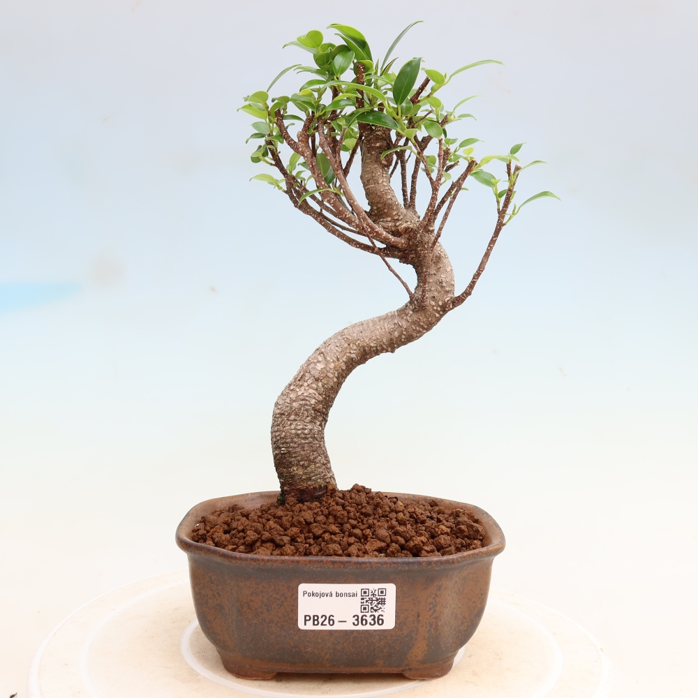 Camera bonsai - Ficus kimmen - ficus a foglie piccole
