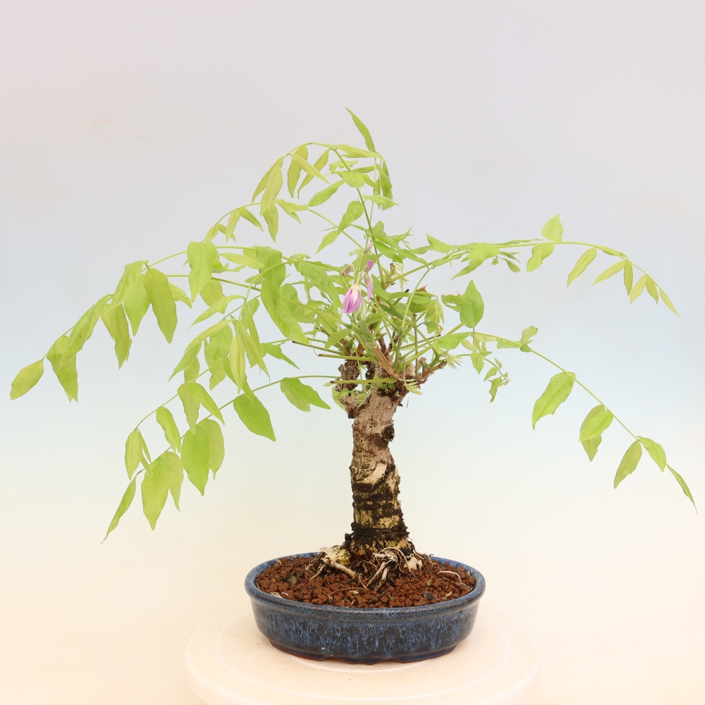 Bonsai da esterno - Glicine floribunda