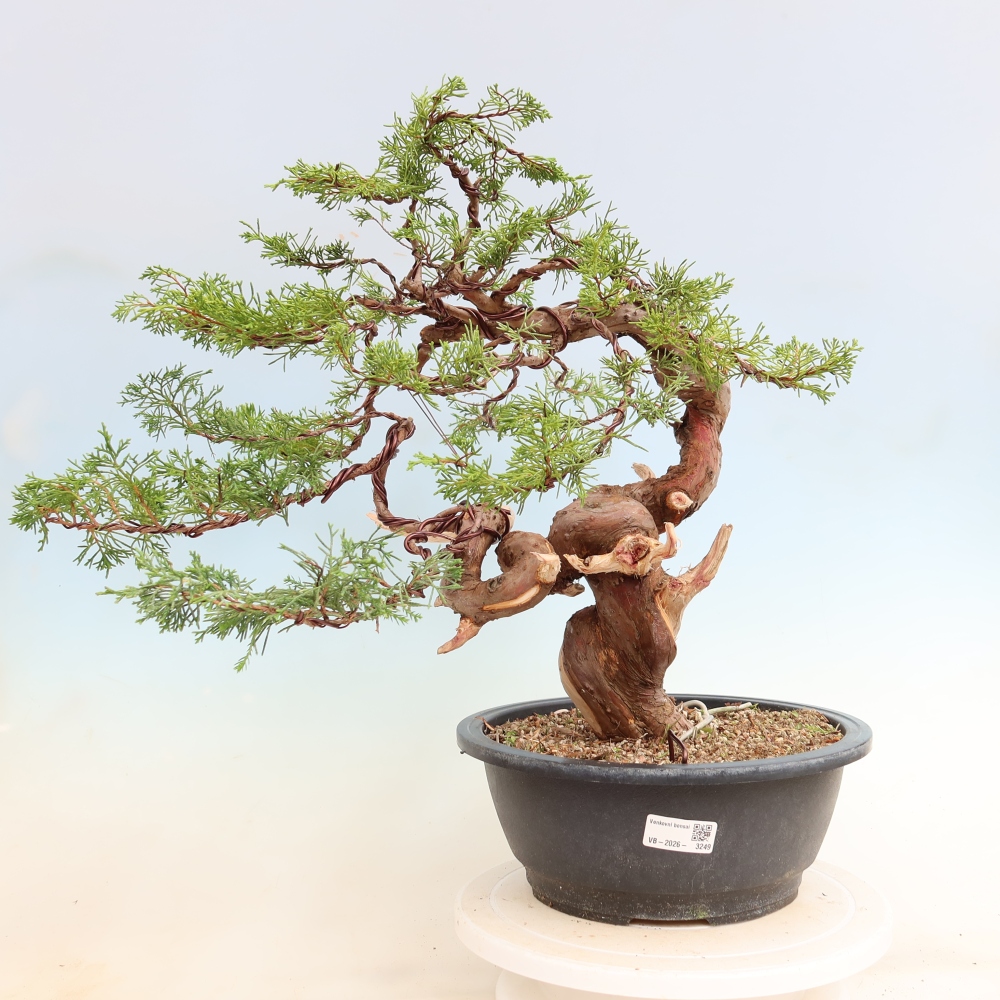 Bonsai da esterno - Juniperus chinensis Itoigawa-Juniperus chinensis