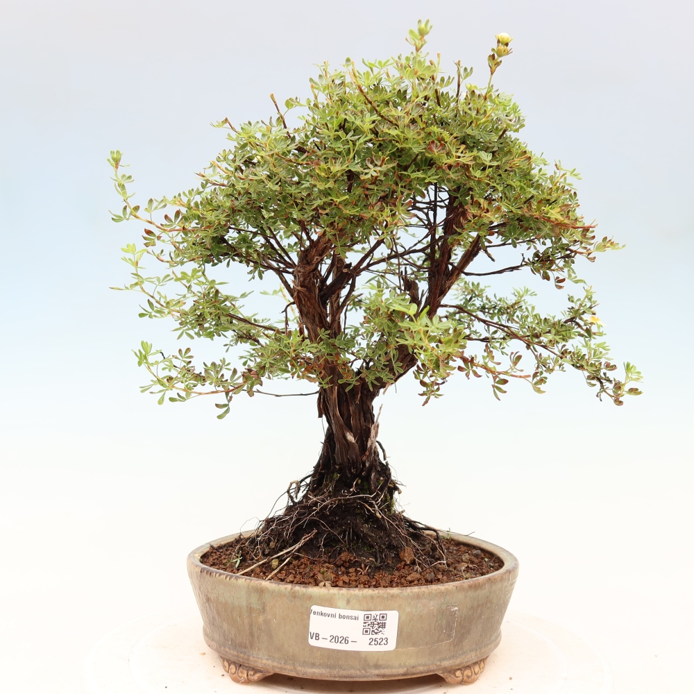 Bonsai da esterno - Potentila fruticosa