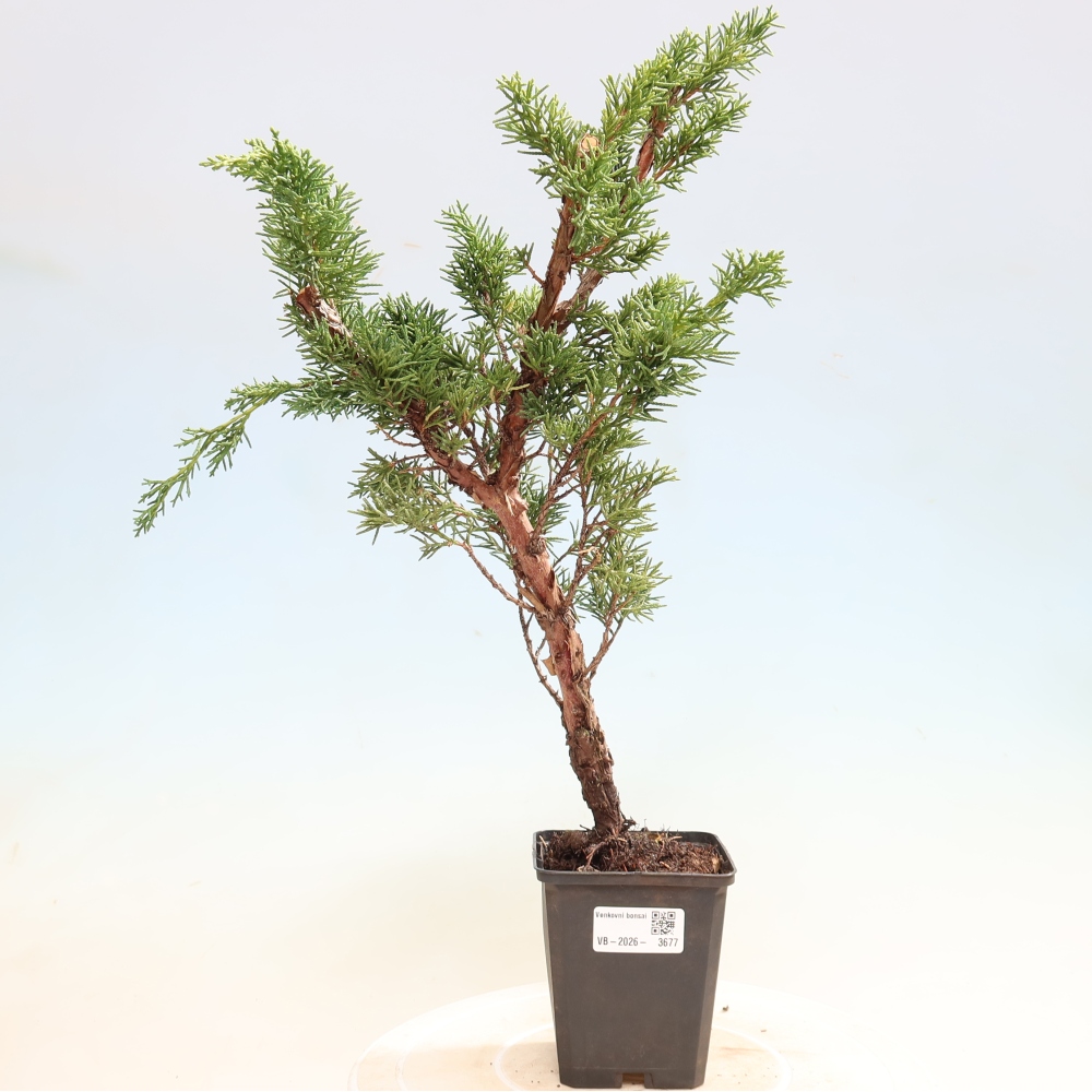 Bonsai da esterno - Juniperus chinensis Kishu