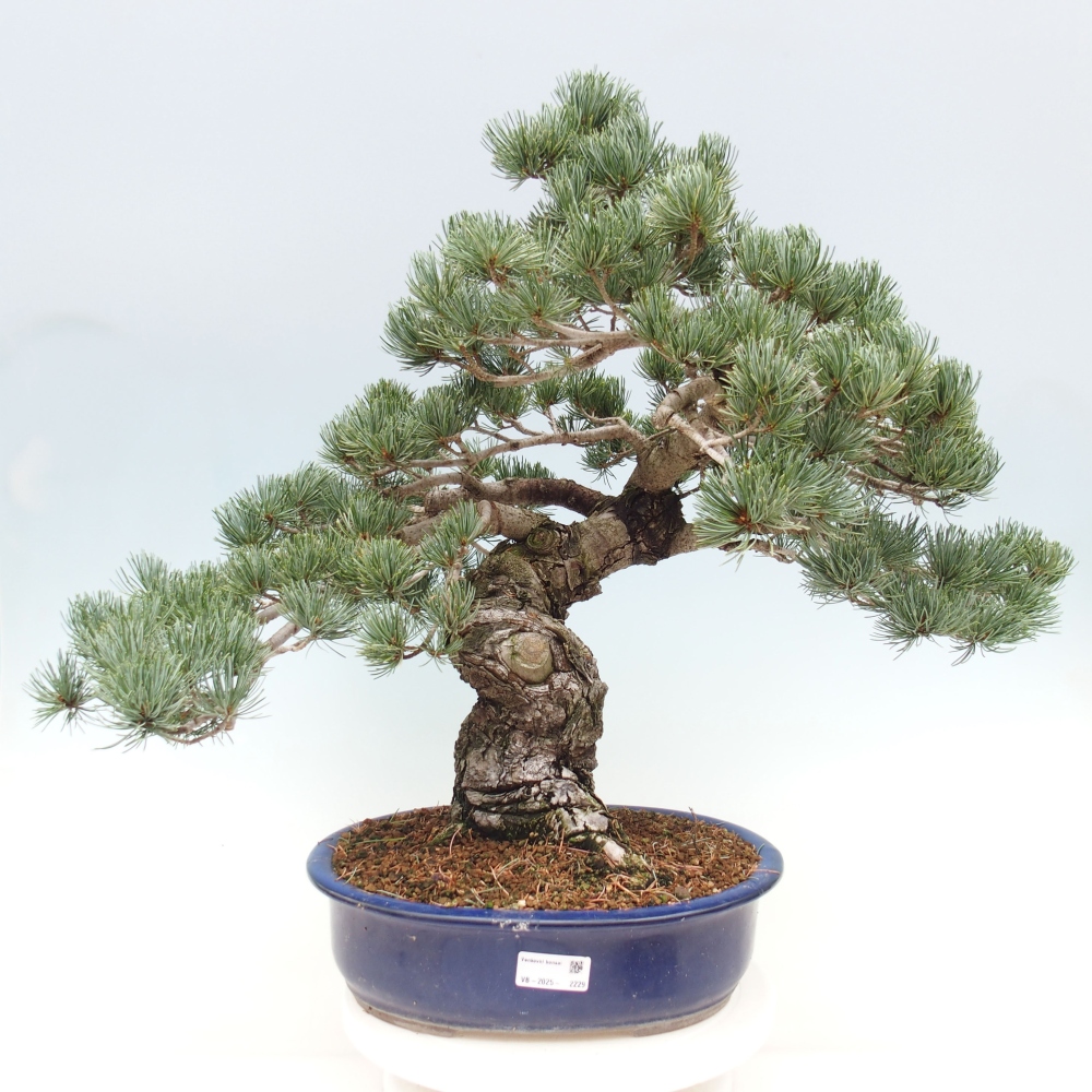 Bonsai da esterno - Pinus parviflora - Pinus parviflora