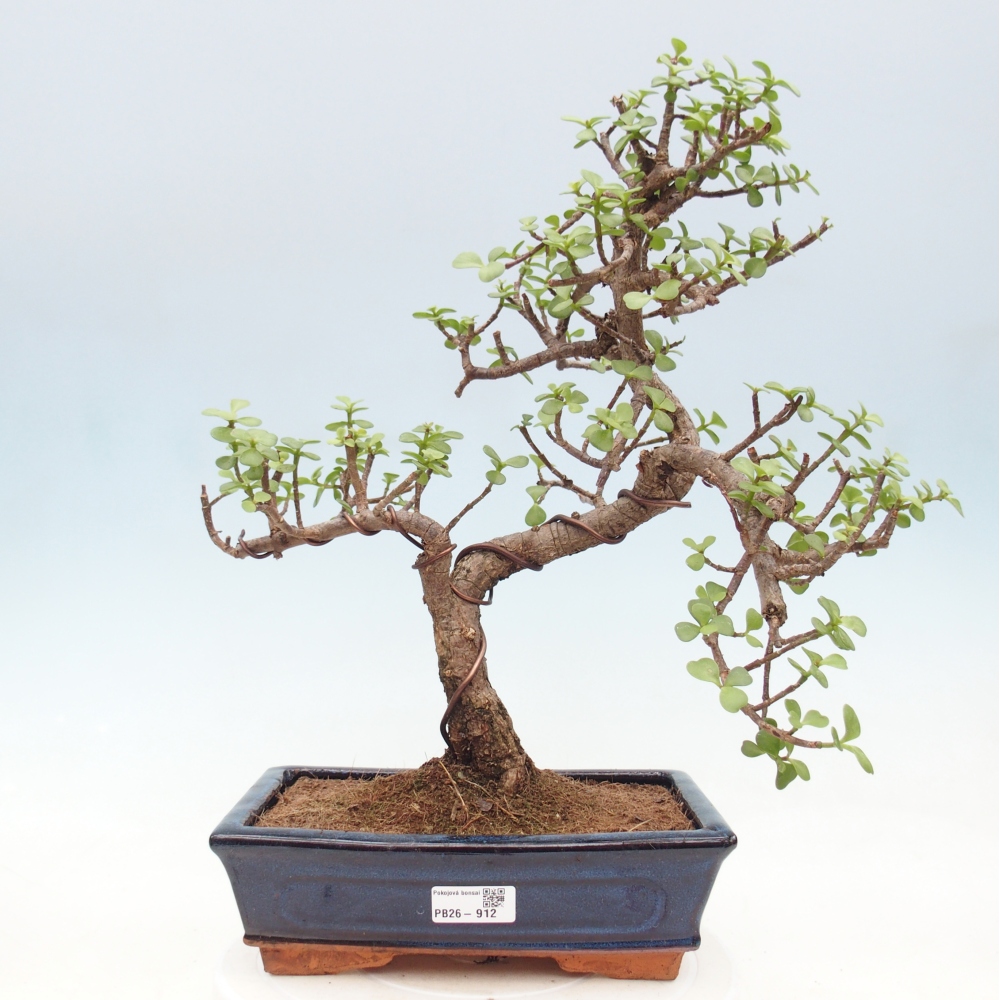 Camera bonsai - Portulakaria Afra - Tlustice
