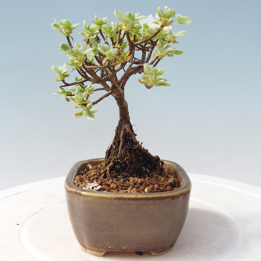 Bonsai da esterno - Rhododendron indicum - Azalea giapponese