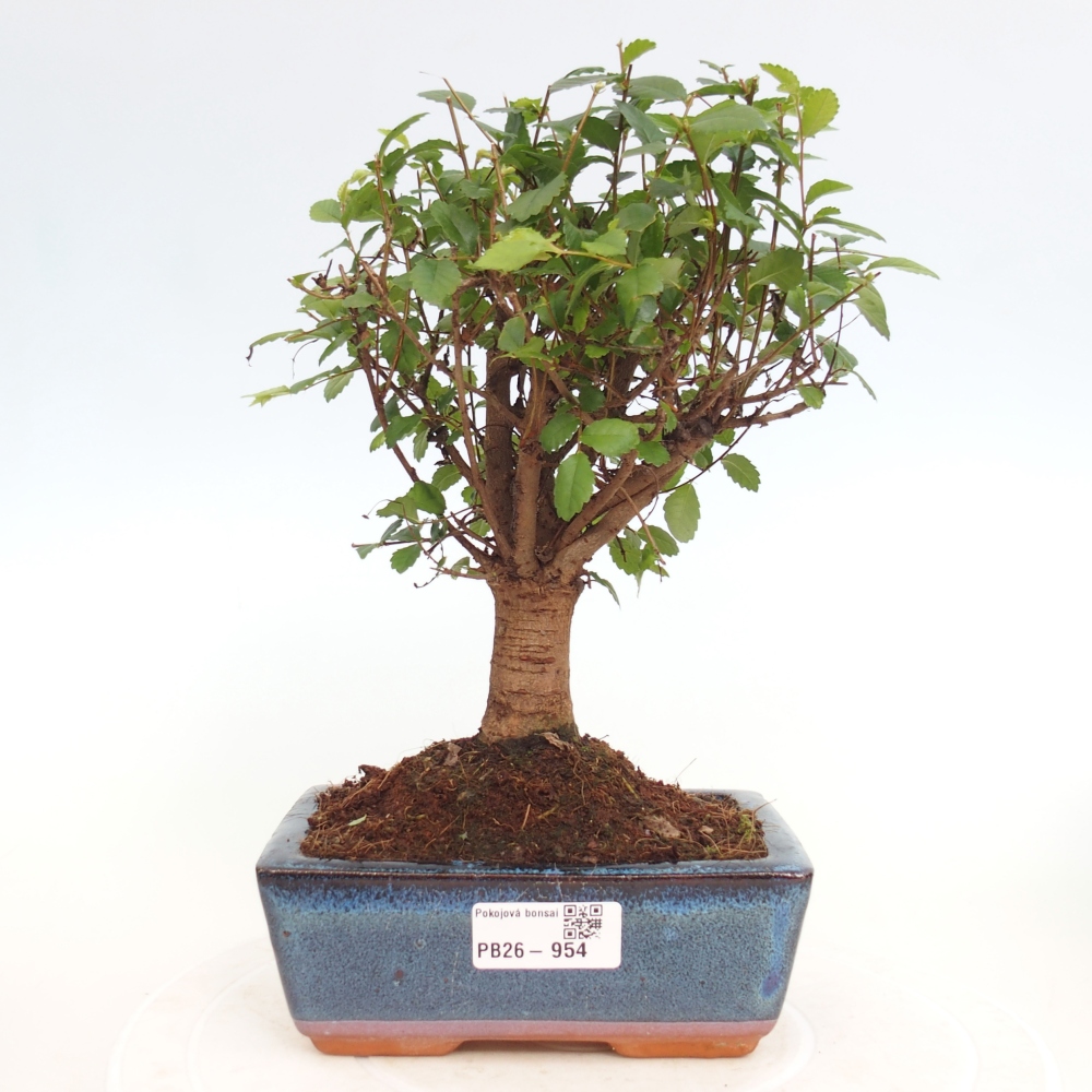 Camera bonsai - Ulmus parvifolia - Olmo a foglie piccole