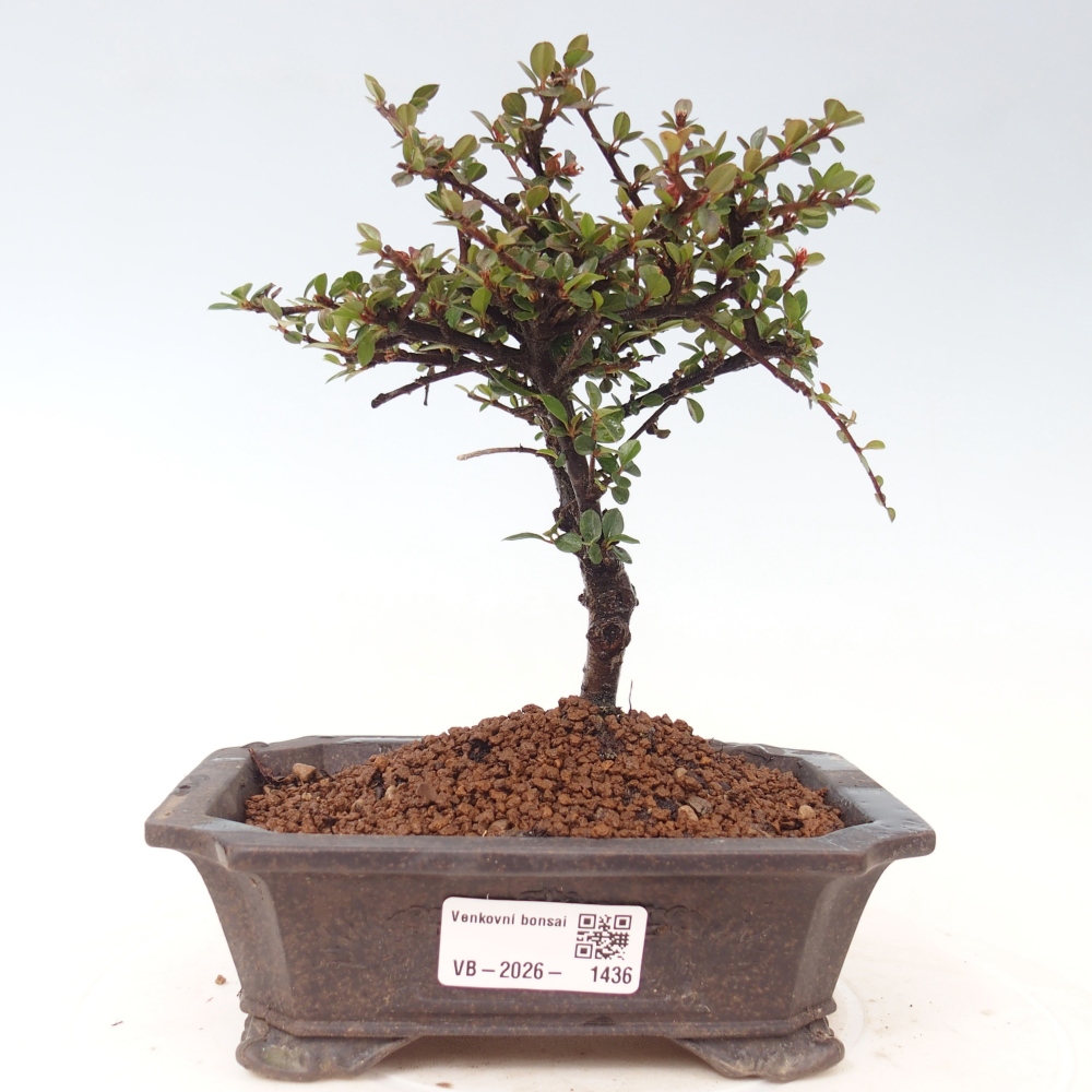 Bonsai da esterno - Cotoneaster horizontalis - Montagna rocciosa