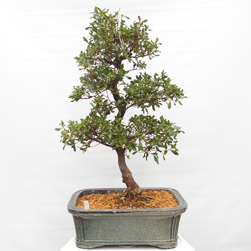 Bonsai da esterno - Azalea giapponese - Azalea Kisshoten