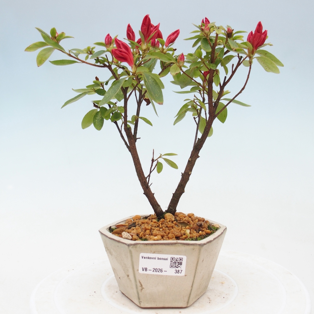 Bonsai da esterno - Azalea giapponese - Azalea sp.