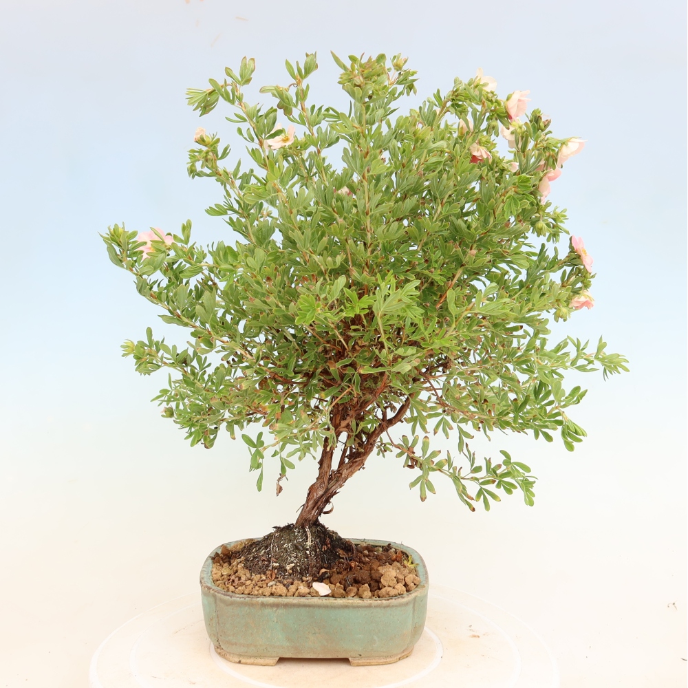Bonsai da esterno - Potentilla fruticosa - Potentilla fruticosa Bellissima