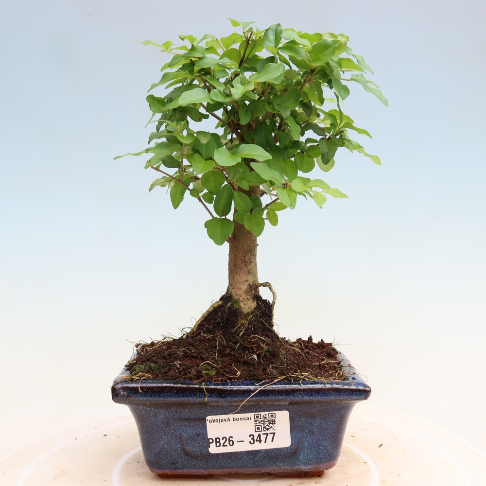 Camera bonsai -Ligustrum chinensis - Becco d'uccello