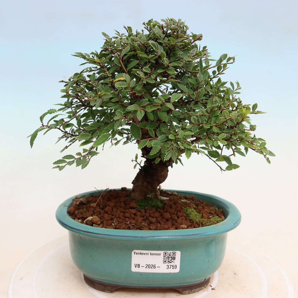 Bonsai da esterno - Zelkova - Zelkova NIRE