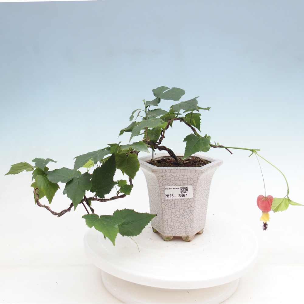 Bonsai da interno - Abutilon Big Bell - Cloudberry