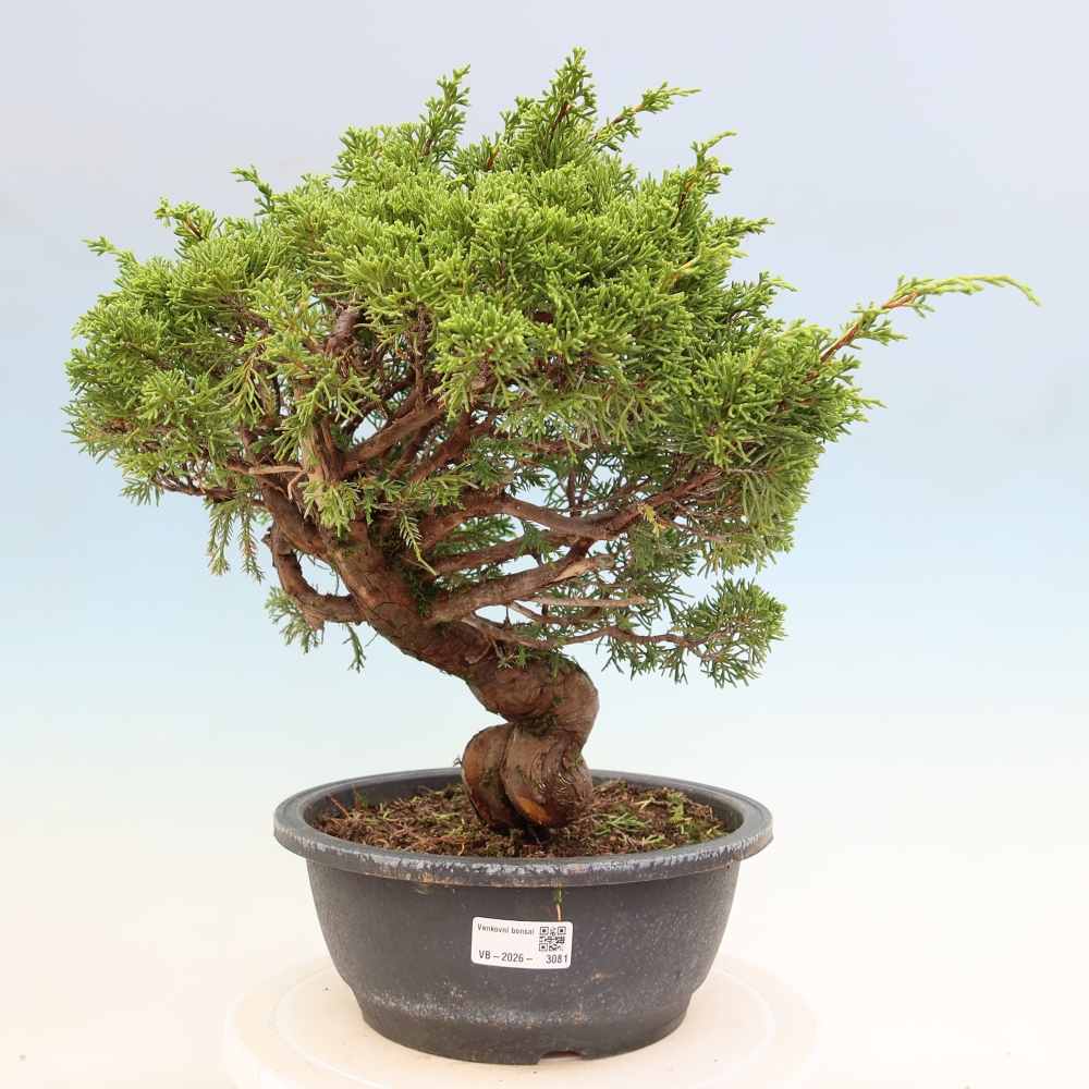 Bonsai da esterno - Juniperus chinensis Itoigawa-Juniperus chinensis