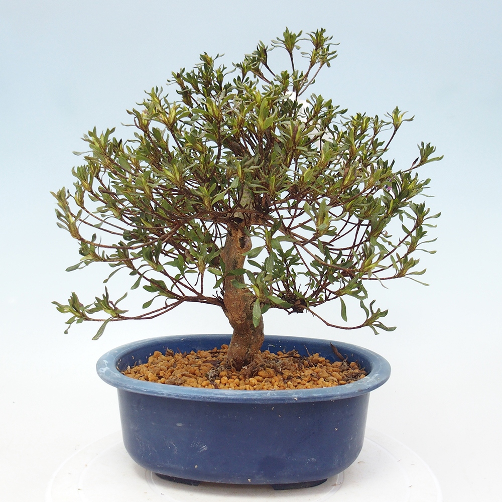 Bonsai da esterno - Azalea giapponese - Azalea Ryusen