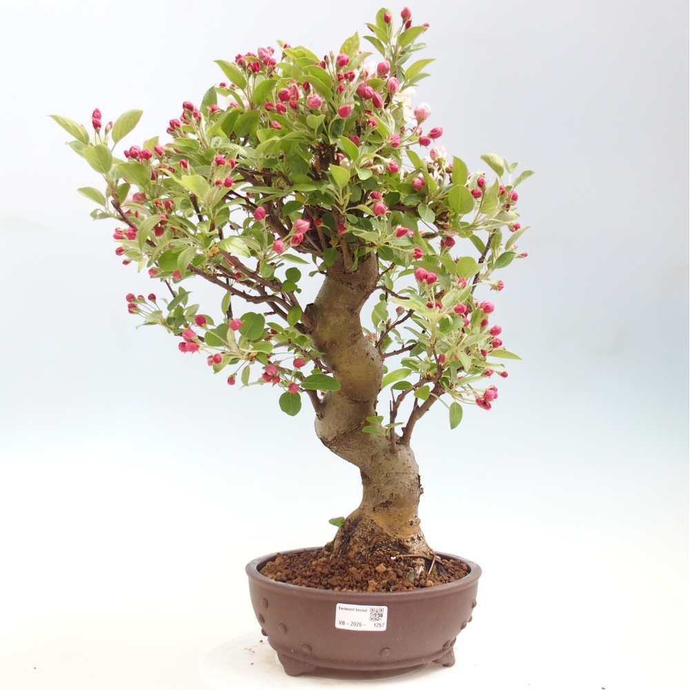 Bonsai da esterno -Malus halliana - Melo a frutto piccolo