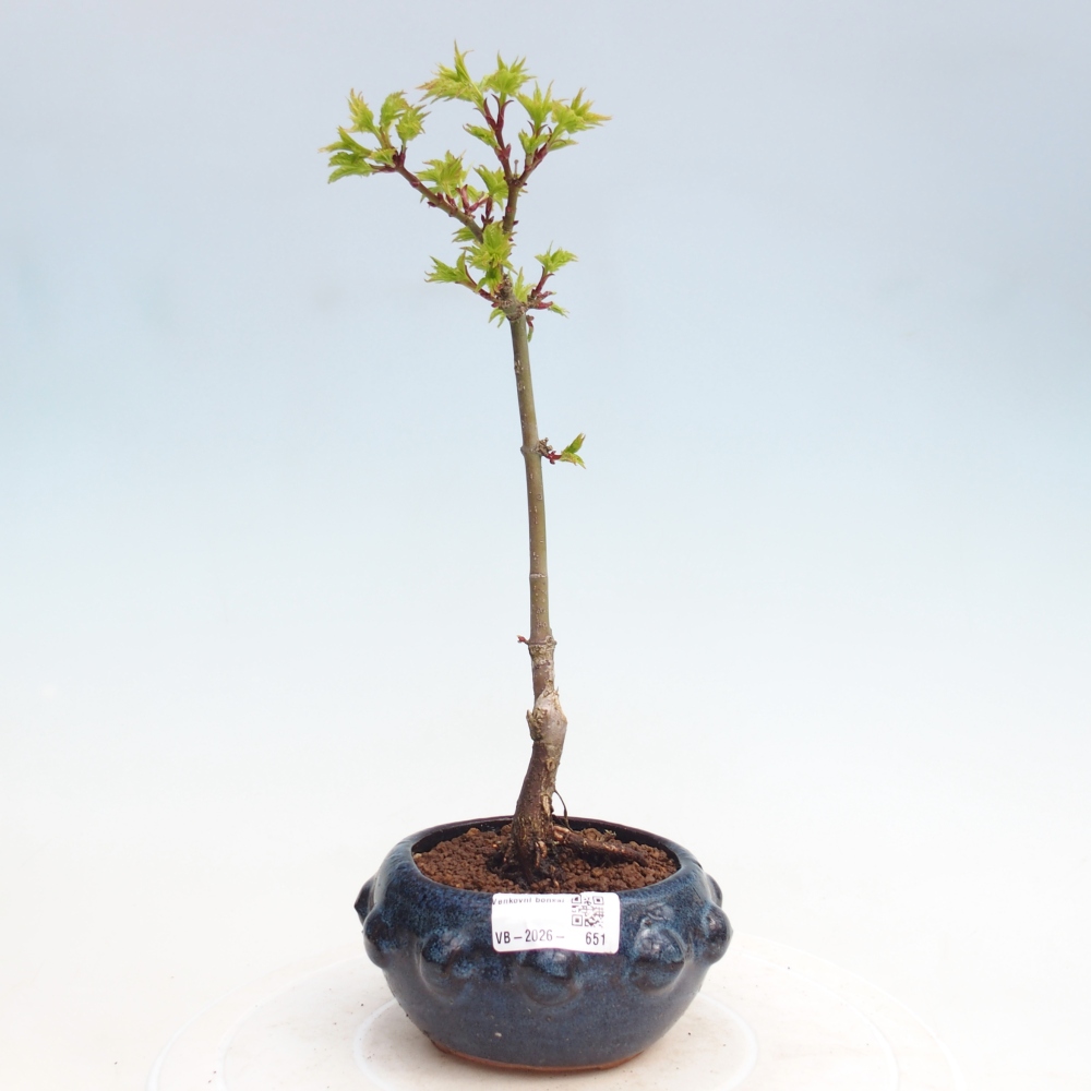 Bonsai da esterno - Acer palmatum SHISHIGASHIRA - Acero a foglie piccole