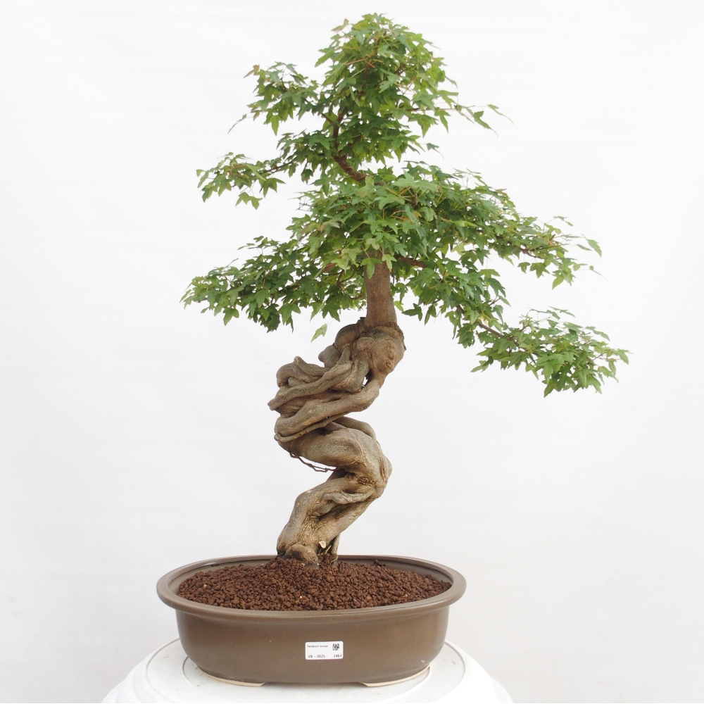 Bonsai da esterno - Acer Buergerianum - Acero burger