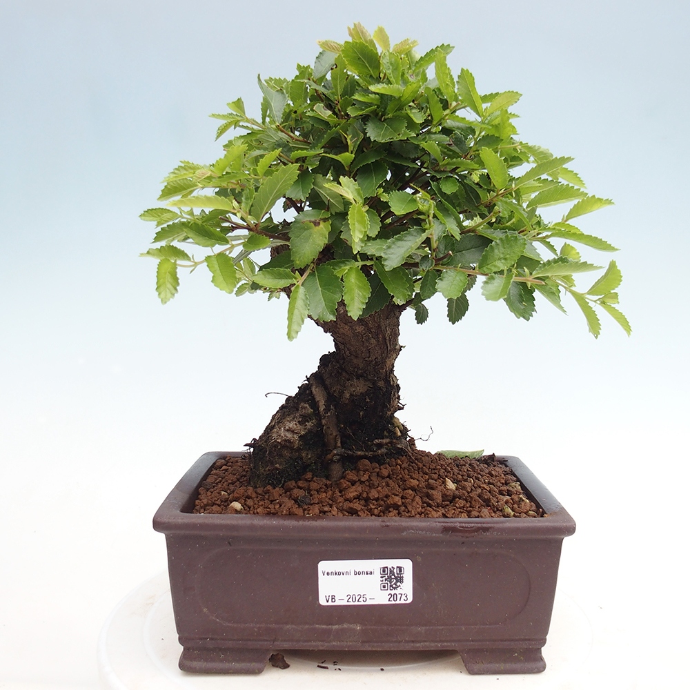 Bonsai da esterno - Zelkova - Zelkova NIRE