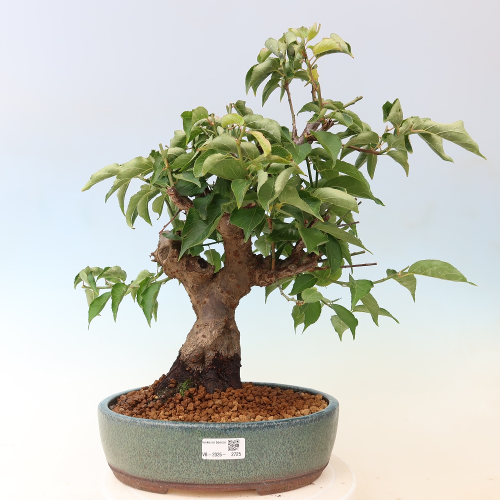 Bonsai da esterno - Albicocco giapponese - Prunus Mume