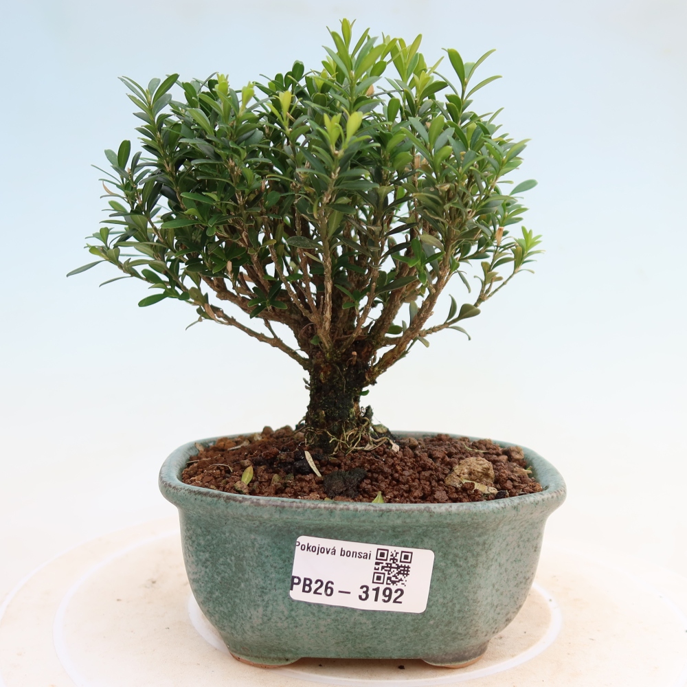 Camera bonsai - Buxus harlandii - buxus da sughero