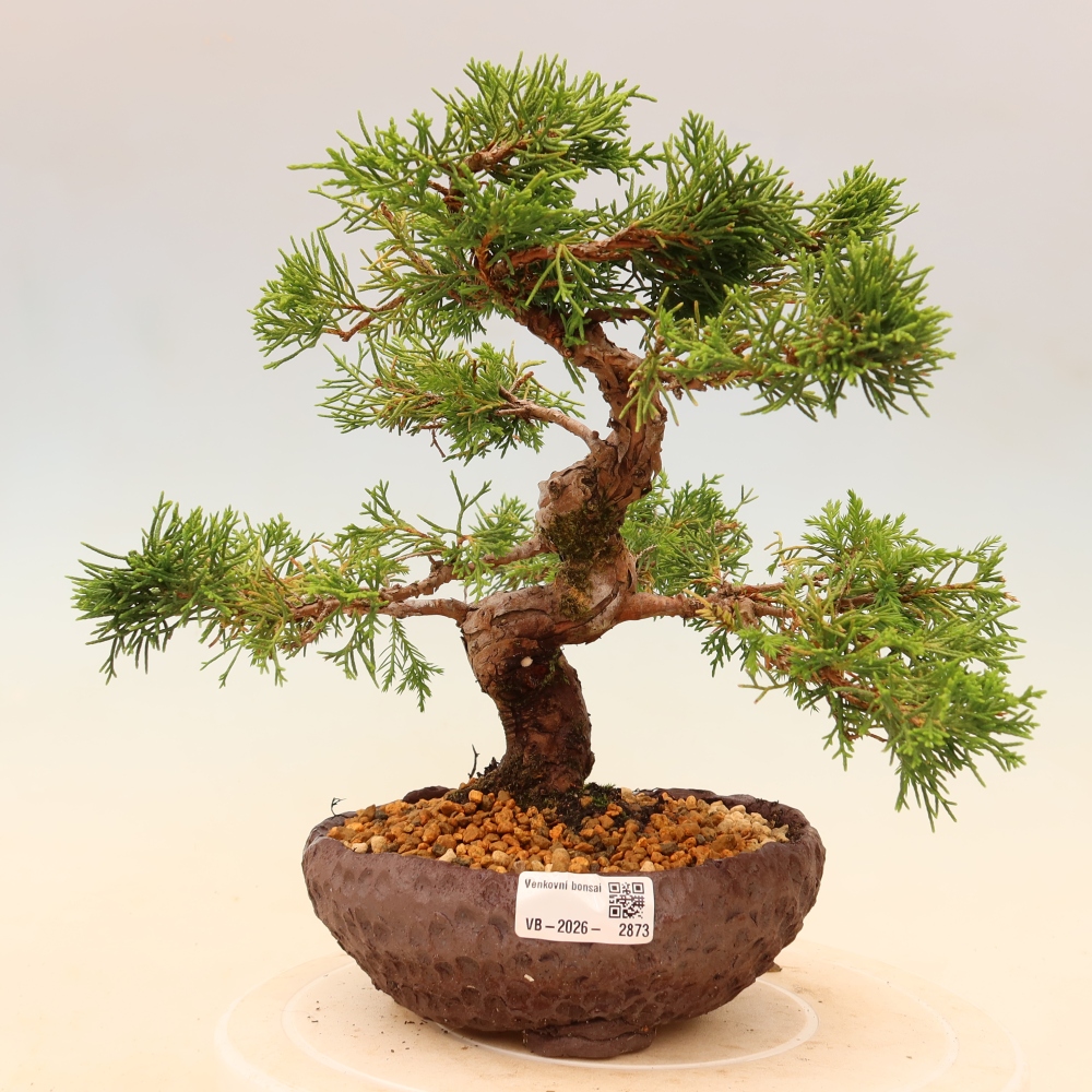 Bonsai da esterno - Juniperus chinensis Itoigawa