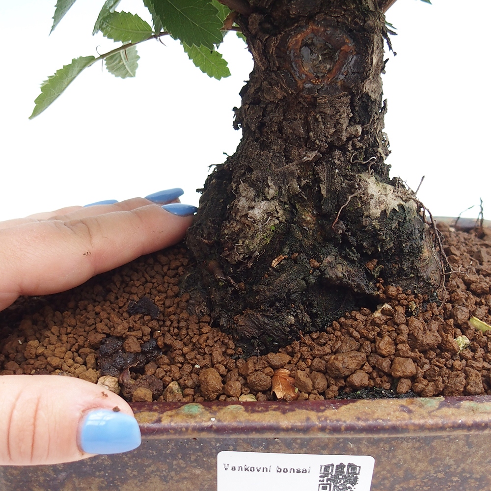 Bonsai da esterno - Zelkova - Zelkova NIRE