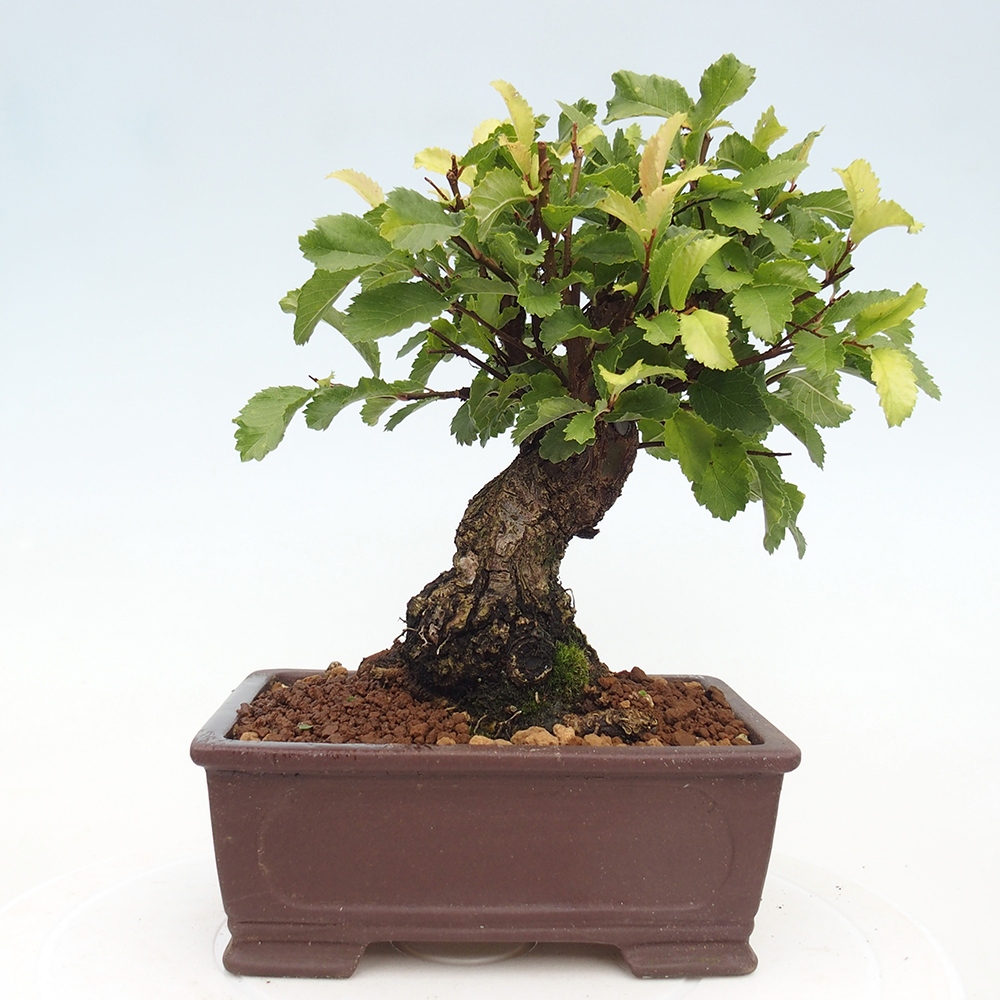 Bonsai da esterno - Zelkova - Zelkova NIRE