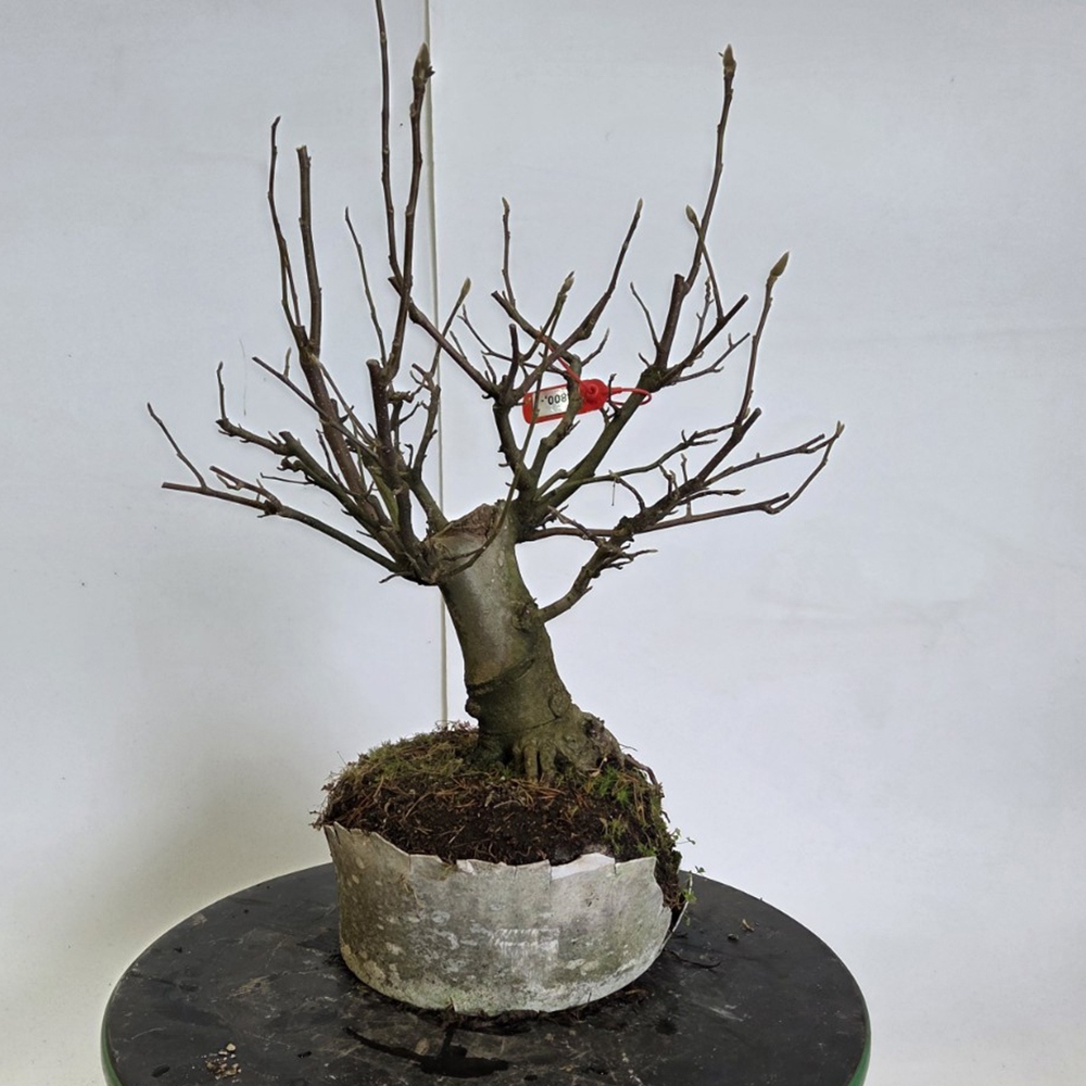 Bonsai da esterno - magnolia - Šácholan