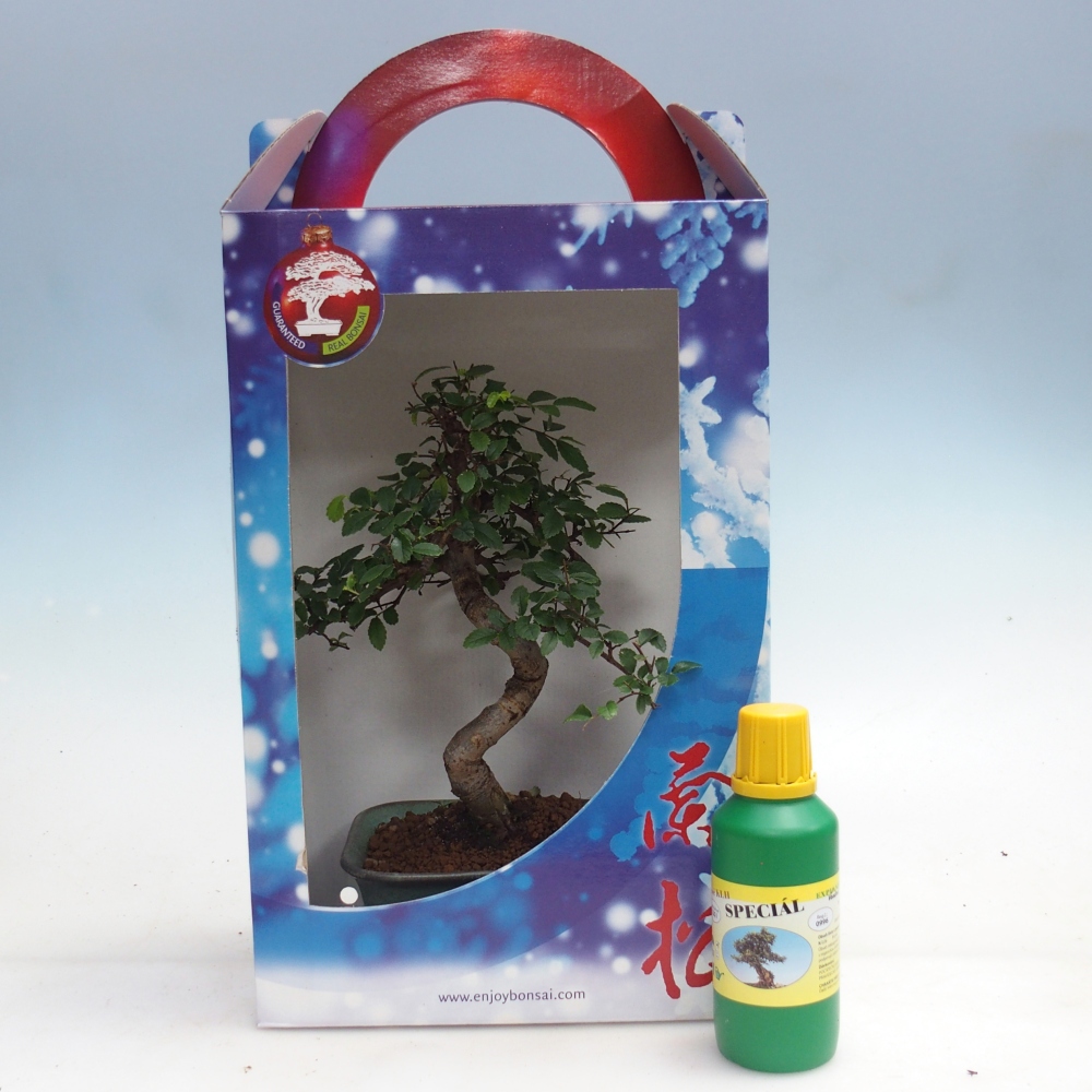 Ulmus parvifolia - olmo cinese