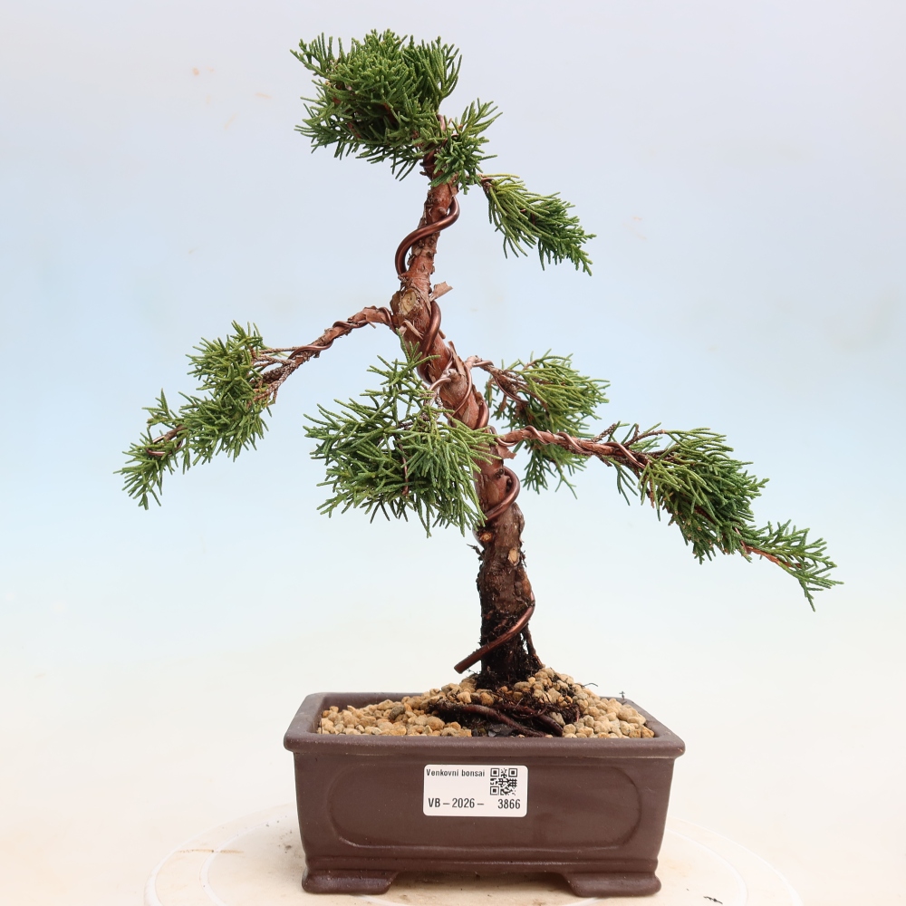 Bonsai da esterno - Juniperus chinensis Kishu